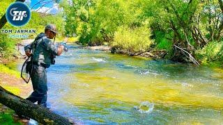 Summer Fly Fishing in North East Victoria