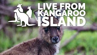 Live from Kangaroo Island: Kangaroos | Exceptional Kangaroo Island