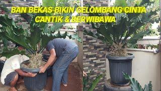 CARA AGAR GELOMBANG CINTA / ANTHURIUM LEBIH BERWIBAWA & CANTIK PAKE MEJA BAN BEKAS