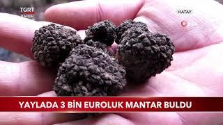 Dünyanın En Değerli Mantarını Yaylada Buldu, Kilosu 3 Bin Euro