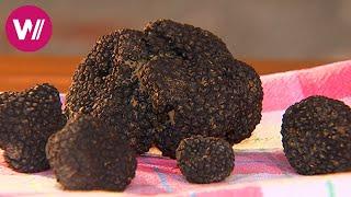 Umbria - Truffles, Roast Pigeon and Almond Cakes | What's cookin'