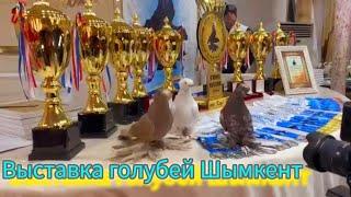 Выставка голубей в Шымкенте  2024 от клуба Гульсар. #pigeon #Голуби #выставка