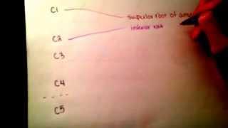 Study Tip for Anatomy: The 4 Plexuses