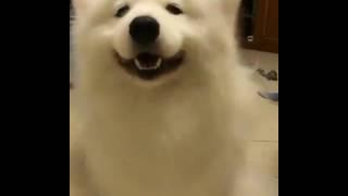 Pets   Đáng yêu quá, cái mẹt kìa    ^^ http   Pets Vn