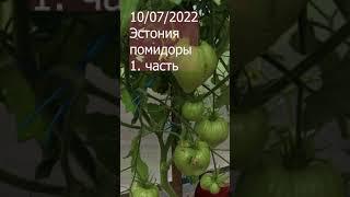 моя теплица 1. часть