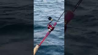 Daiwa SW203L