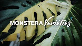 Monstera Deliciosa Types! | Variegated and Non-Variegated