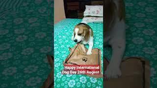 Happy International Dog Day2022| Unwrapes dog day gift|#internationaldogday|  #shorts