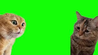 Green Screen Talking Cats Meme | Relationship Cats Meme