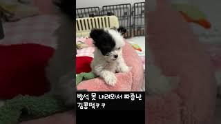 방석 못내려와서 짜증난 김콩떸ㅋㅋㅋ