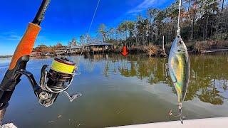 This is the Fish I Wanted to Catch for DINNER! [SIMPLE & EASY Catch, Clean, Cook]