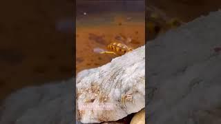 #drama #beedrama #waspdrama #premeditated #roswellnewmexico #newmexicotrue #bee