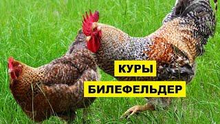 Куры Билефельдер Особенности, плюсы, минусы породы | Птицеводство | Домашние куры несушки