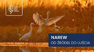 Narew