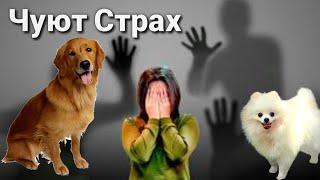 Как собаки могут учуять Твой страх интересные факты про нюх собаки