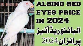 albino red eyes k price in 2024 | Naveed shaikh | NS Aviary | R.S. birds Aviary |