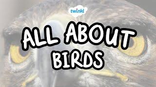 All About Birds | Fun Facts About Birds | Twinkl USA