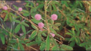 A0237 #미모사 [학명] #Mimosa pudica [영어명] #common_sensitive_plant [약효] #감기, #대상포진, #불면, 월경이상, 진통