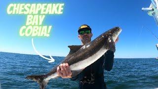 Targeting Cobia Off Sea Turtles In the Chesapeake Bay!