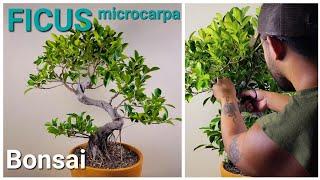 Ficus microcarpa prune and styling  #bonsai #ficus #ficusmicrocarpa
