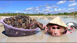 FUNNIEST Video monkey Cutis of the Year 2024 (Part 42)