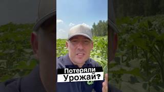 ПОТЕРЯЛИ УРОЖАЙ? ПОДСОЛНЕЧНИК #сельскоехозяйство #подсолнечник #agronomy #фермер #agrolife