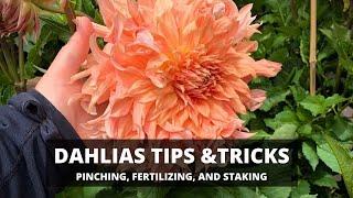 Dahlias Tips & Tricks: Pinching, Fertilizing, And Staking 