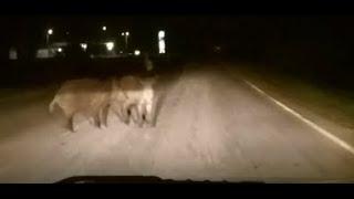 кабаны в конце видео