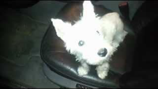 October 19, 2012 - Colonel Westie is jacking a car