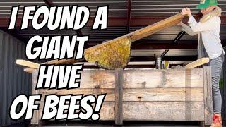 I Found A Giant Hive of Bees!