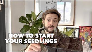 How to start your seedlings to grow your food? Tutorials & DIY tips