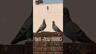 New Year 2024 #birdwatching #naturephotography