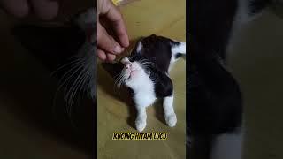 Kucing lucu #shorstvidio kucing hitam