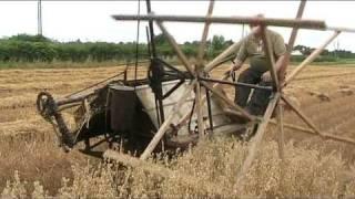 Binders harvesting Oats for threshing at National Ploughing Championships 2010 - johnwandersonagain