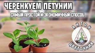 Черенкую петунии: самый простой и экономичный способ. Приживается больше 95% черенков