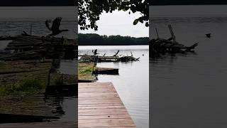 WOW ️ #subscribe #germany #follow #awesome #nature #birds #europe #walking #video #like