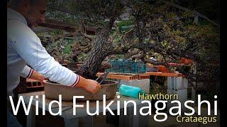 The long way of bonsai | wild fukinagashi