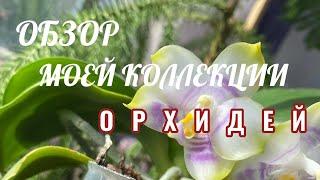 Обзор Моей Коллекции Орхидей В Ноябре