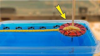 Can ants carry their prey across the water? Experiment!