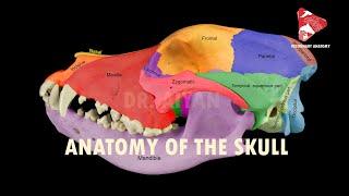 anatomy of the canine skull