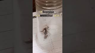 Scorpion medicine! Lion’s Gate Vibes 