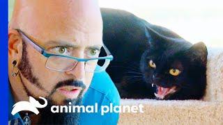 Jackson Saves Aggressive Cat From Being "Put Down" | My Cat From Hell