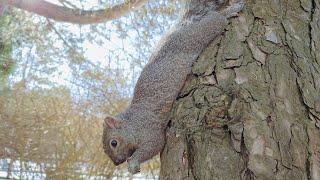 Squirrels Hanging Upside Down Eating On Tree