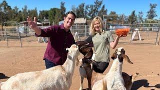 'The Open Barn' provides sanctuary for rescued farm animals in Ramona