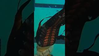 Aliki will soon be sharing her story. I hope you’ll join us for it. #mermaid #siren #mermaidtail