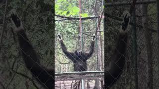 Experience the Gibbon Call at WFFT Rescue, Thailand! #gibbons #gibboncall