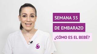 ¿Cómo es el bebé en la semana 35 de embarazo?