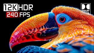 12K HDR - 12K Video ULTRA HD 240 FPS Dolby Vision