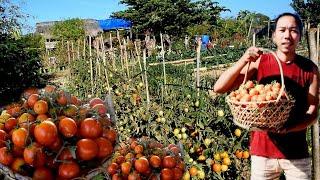 Lots of TOMATOES | Fruit of labor | Biag ti Away by Balong