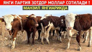 ЯНГИ ПАРТИЯ ЗОТДОР МОЛЛАР СОТИЛАДИ МАНЗИЛ ЯНГИАРИКДА !!! ХОРАЗМ БОЗОР